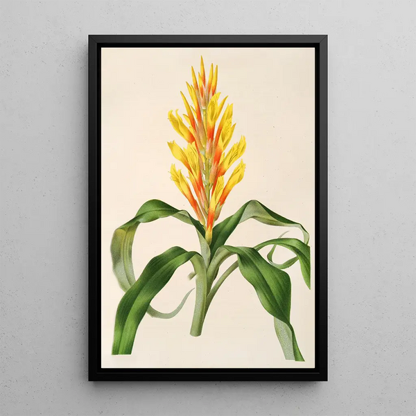 Pitcairnia andreana - Charles Antoine Lemaire — framed artwork on a wall