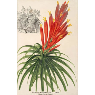 Pitcairnia aphelandriflora - Charles Antoine Lemaire — artwork view
