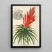 Pitcairnia aphelandriflora - Charles Antoine Lemaire — framed artwork on a wall