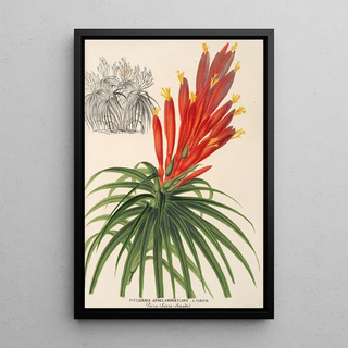 Pitcairnia aphelandriflora - Charles Antoine Lemaire — framed artwork on a wall