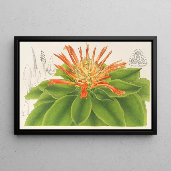 Pitcairnia tabuliformis - Charles Antoine Lemaire — framed artwork on a wall