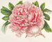 Peony of Alexander II - Charles Antoine Lemaire — artwork view