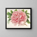 Peony of Alexander II - Charles Antoine Lemaire — framed artwork on a wall