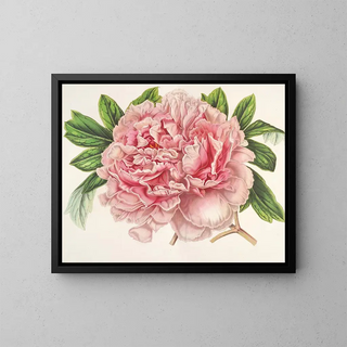 Peony of Alexander II - Charles Antoine Lemaire — framed artwork on a wall
