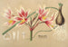 Placéa grandiflora - Charles Antoine Lemaire — artwork view