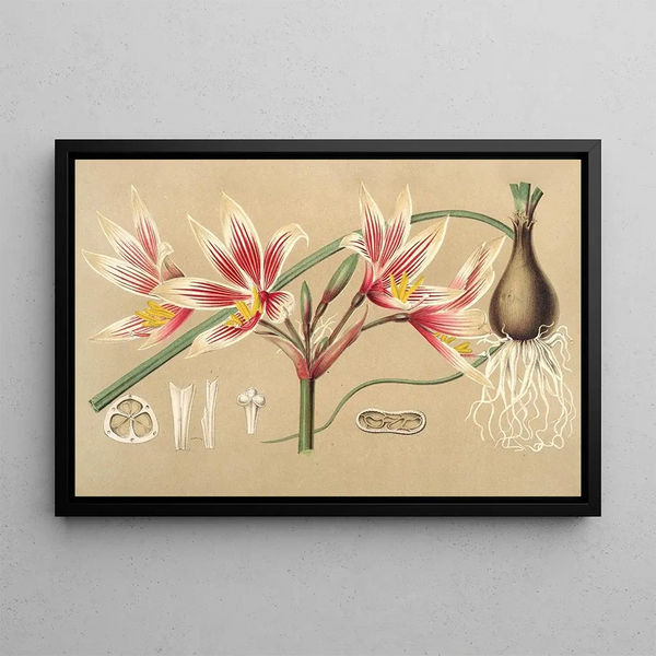 Placéa grandiflora - Charles Antoine Lemaire — framed artwork on a wall