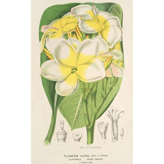 Plumeria lutea - Charles Antoine Lemaire — artwork view