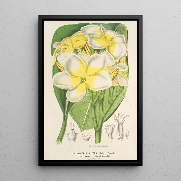 Plumeria lutea - Charles Antoine Lemaire — framed artwork on a wall