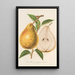Reproduction of the painting Pear Buttered Jean Van Geert - Charles Antoine Lemaire