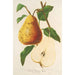 Pear Buttered Spae - Charles Antoine Lemaire — artwork view