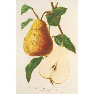 Pear Buttered Spae - Charles Antoine Lemaire — artwork view
