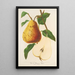 Pear Buttered Spae - Charles Antoine Lemaire — framed artwork on a wall