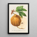 Reproduction of the painting Poire beurré de Ghlin - Charles Antoine Lemaire