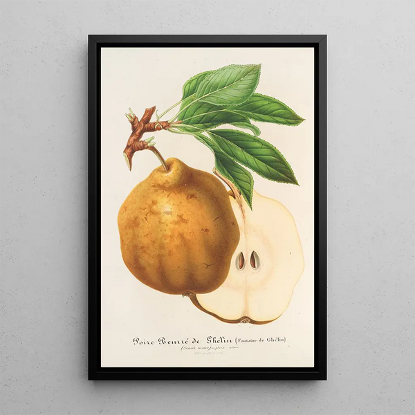 Reproduction of the painting Poire beurré de Ghlin - Charles Antoine Lemaire