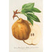 Reproduction of the painting Poire beurré de Ghlin - Charles Antoine Lemaire