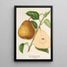 Reproduction of the painting Pear Josephine de Binche - Charles Antoine Lemaire
