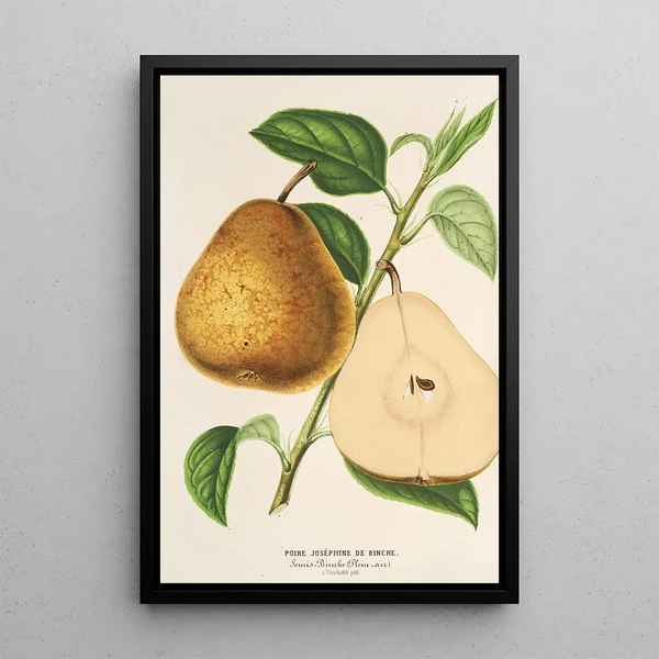 Reproduction of the painting Pear Josephine de Binche - Charles Antoine Lemaire