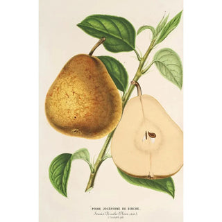 Reproduction of the painting Pear Josephine de Binche - Charles Antoine Lemaire