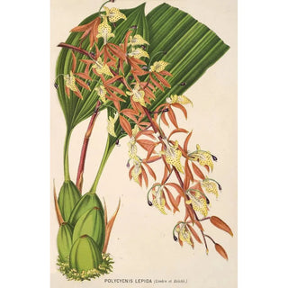 Polycycnis lepida - Charles Antoine Lemaire — artwork view