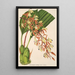 Polycycnis lepida - Charles Antoine Lemaire — framed artwork on a wall