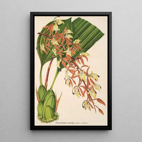 Polycycnis lepida - Charles Antoine Lemaire — framed artwork on a wall