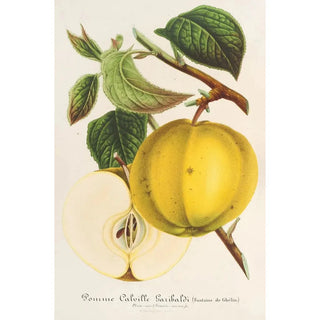 Apple Calville Garibaldi - Charles Antoine Lemaire — artwork view
