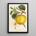 Apple Calville Garibaldi - Charles Antoine Lemaire — framed artwork on a wall