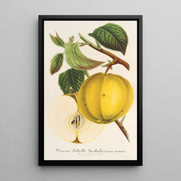 Apple Calville Garibaldi - Charles Antoine Lemaire — framed artwork on a wall