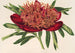 Ponia officinalis var aureolimbata - Charles Antoine Lemaire — artwork view
