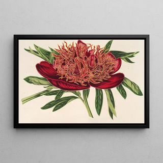 Charles Antoine Lemaire - Ponia officicinalis var aureolimbata.webp