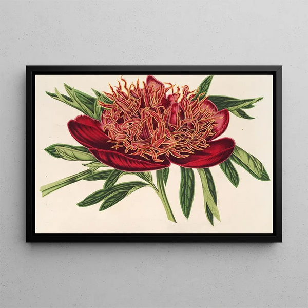 Ponia officinalis var aureolimbata - Charles Antoine Lemaire — framed artwork on a wall