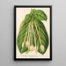 Reproduction of the painting Posoqueria fragrantissima - Charles Antoine Lemaire