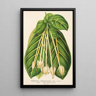 Reproduction of the painting Posoqueria fragrantissima - Charles Antoine Lemaire
