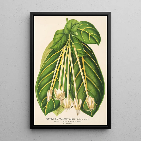 Reproduction of the painting Posoqueria fragrantissima - Charles Antoine Lemaire