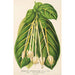 Reproduction of the painting Posoqueria fragrantissima - Charles Antoine Lemaire