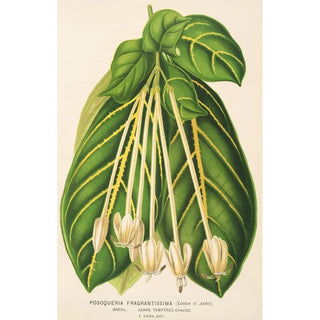 Reproduction of the painting Posoqueria fragrantissima - Charles Antoine Lemaire