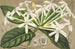 Posoqueria multiflora - Charles Antoine Lemaire — artwork view
