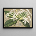 Posoqueria multiflora - Charles Antoine Lemaire — framed artwork on a wall