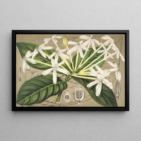 Posoqueria multiflora - Charles Antoine Lemaire — framed artwork on a wall
