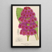 Reproduction of the painting Primula japonica - Charles Antoine Lemaire