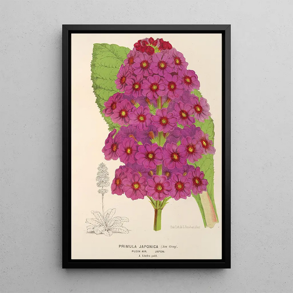 Reproduction of the painting Primula japonica - Charles Antoine Lemaire