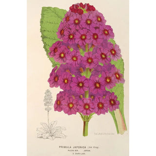 Reproduction of the painting Primula japonica - Charles Antoine Lemaire
