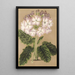 Reproduction of the painting Primula cortusoides var. grandiflora - Charles Antoine Lemaire