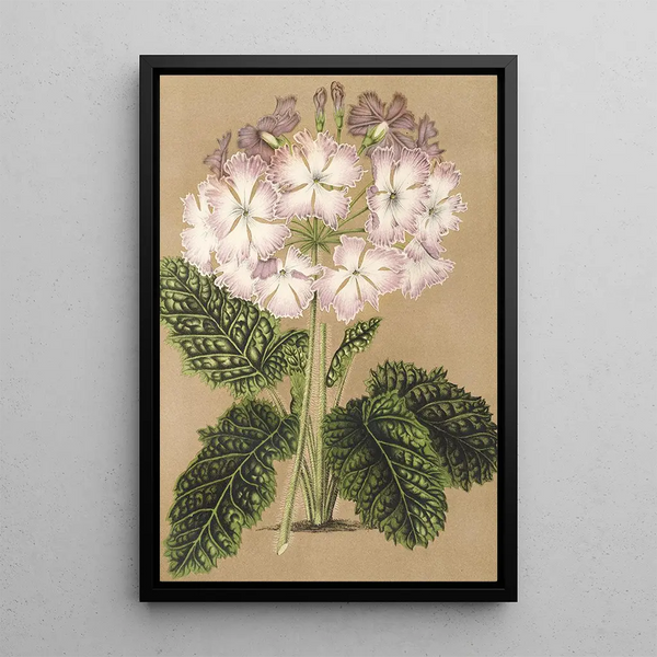 Reproduction of the painting Primula cortusoides var. grandiflora - Charles Antoine Lemaire
