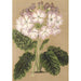 Reproduction of the painting Primula cortusoides var. grandiflora - Charles Antoine Lemaire
