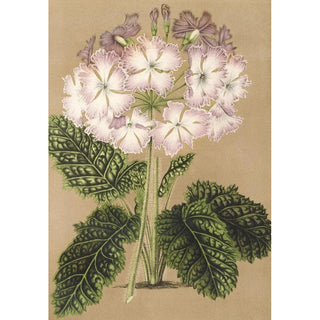 Reproduction of the painting Primula cortusoides var. grandiflora - Charles Antoine Lemaire