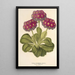 Reproduction of the painting Primula intermedia hybrida - Charles Antoine Lemaire