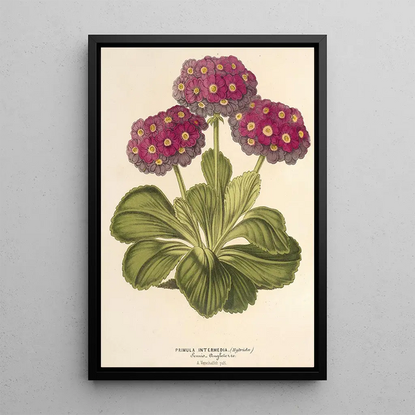 Reproduction of the painting Primula intermedia hybrida - Charles Antoine Lemaire