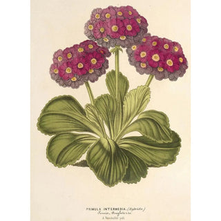 Reproduction of the painting Primula intermedia hybrida - Charles Antoine Lemaire