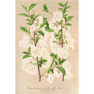 Prunus sinensis japonica - Charles Antoine Lemaire — artwork view